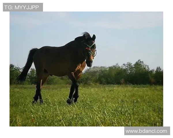 克鲁塞与戈伊亚的激烈对决揭示足球战术与团队合作的重要性 克鲁塞与戈伊亚的激烈对决揭示足球战术与团队合作的重要性